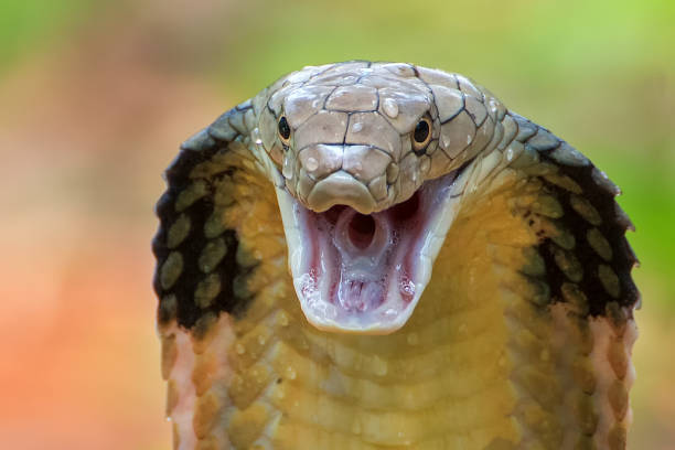 king cobra
